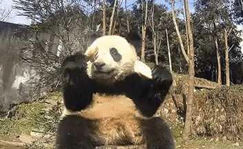 Lustige Gif Animation - Niedlicher Panda fällt...