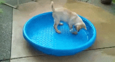 Lustige Gif Animation - Hund unter dem Pool...