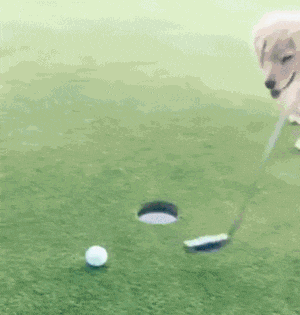 Lustige Gif Animation - Hund spielt Golf