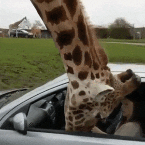 Lustige Gif Animation - Giraffe macht Scheibe kaputt!