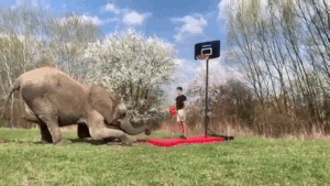 Lustige Gif Animation - Basketball mit einem Elefanten