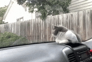 Lustige Gif Animation - Katze hat Angst vor dem Scheibenwischer