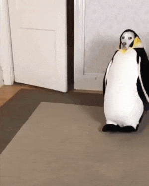 Lustige Gif Animation - Hund oder Pinguin?