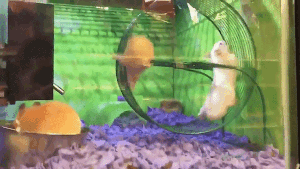 Lustige Gif Animation - Das Hamsterrad
