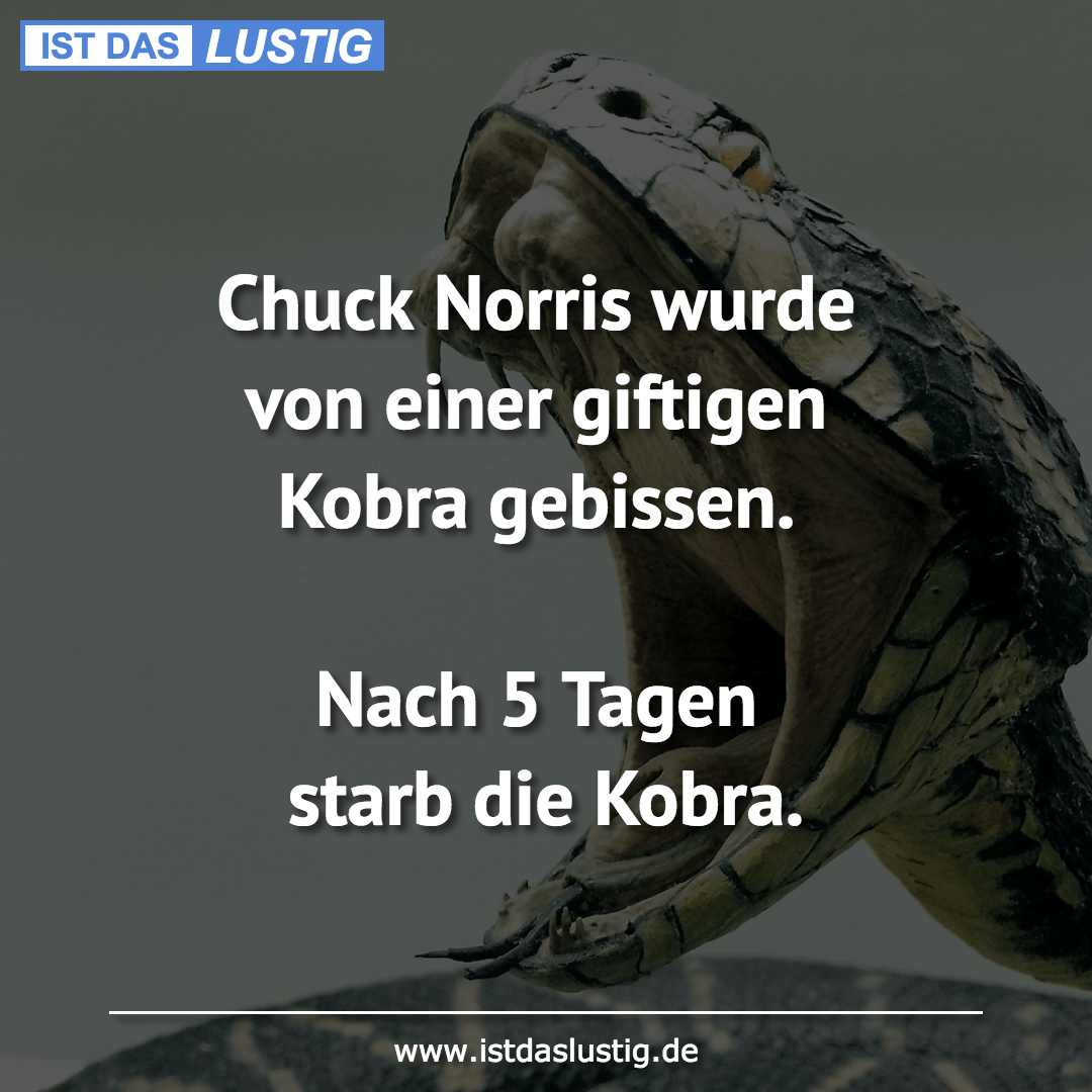 Lustiger BilderSpruch - Chuck Norris wurde von einer giftigen Kobra...